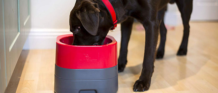 Are The Metal Dog Food Bowls Safe For Your Pet