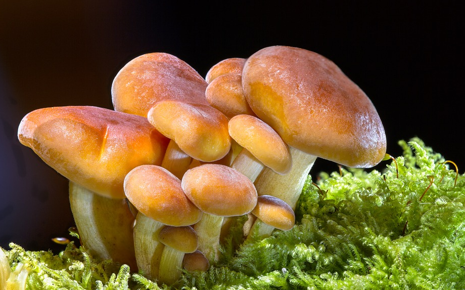 Your Ultimate Go-To Guide For Shrooms Edibles Online Canada