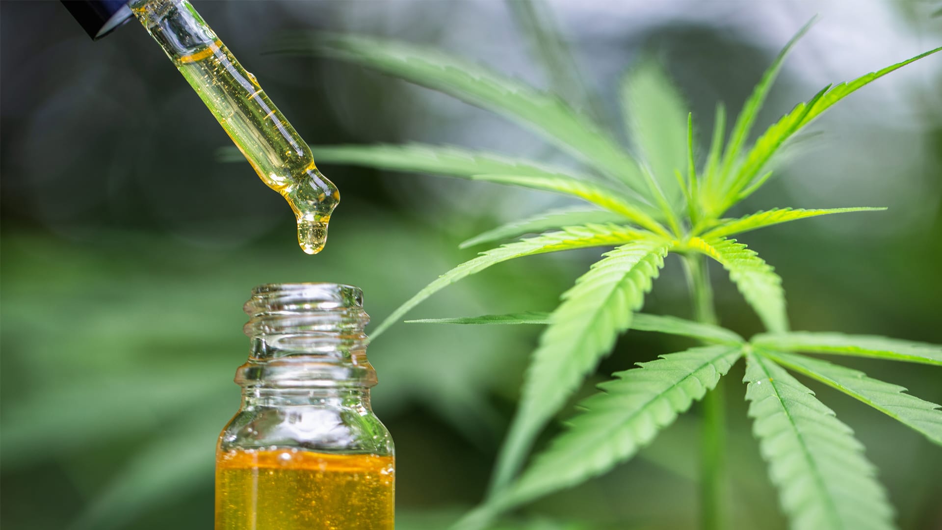 What things you should learn about CBD oil?