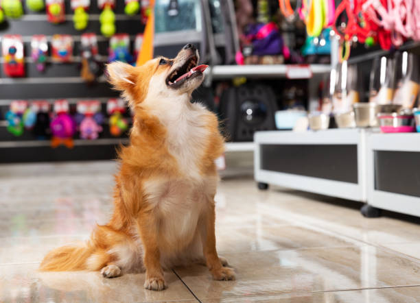 How To Opt For Best Pet store?