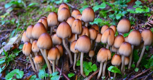 What Are The Essential Aspects To Know While Buying Shrooms Online?