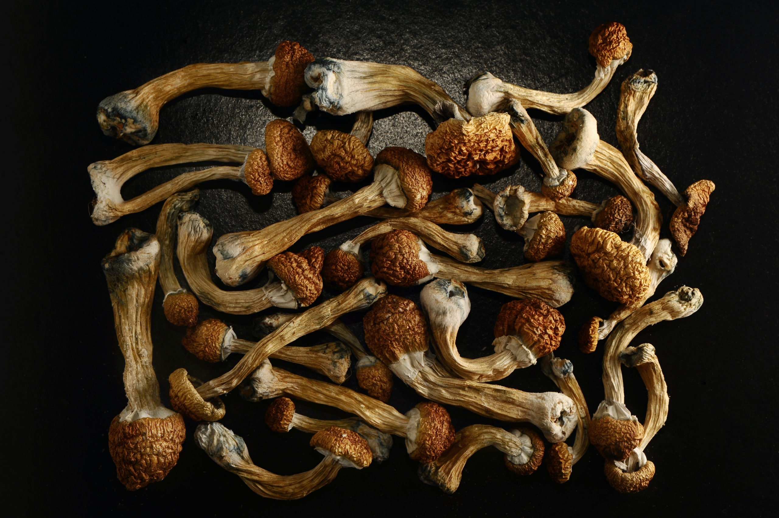 Get Everything To Know About The Magical Golden Mushroom