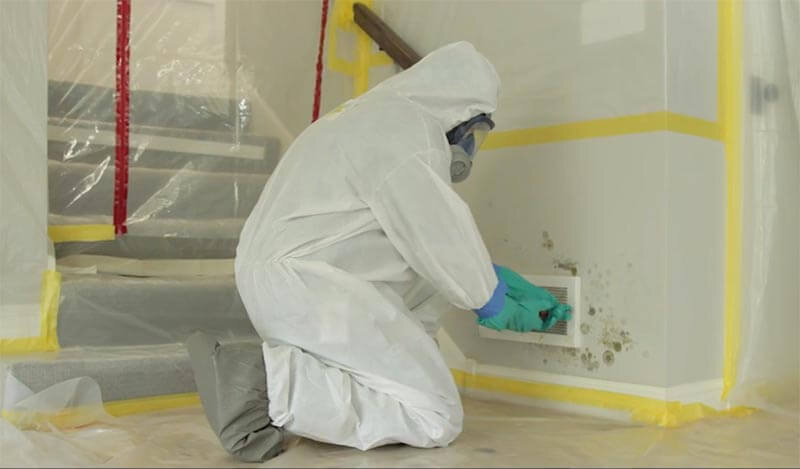 Free Mold Inspections: Your Path to Healthy Indoor Air